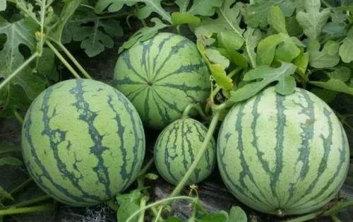 黑料吃瓜群入口